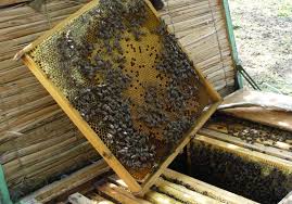 25 Lei Familia De Albine Bani Care Vor Ajunge La Apicultori PanÄƒ La Finalul Anului 2020 Revista Fermierului