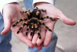 They are found in dry areas with sparse vegetation. Beginner S Guide To The Mexican Red Knee Tarantula