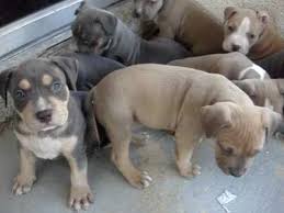 Blue, black or chocolate color variations are the most common. Tri Color Pitbull Puppies For Sale Pitbull Puppies