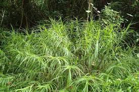 Image result for Scleria bulbifera