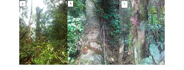 Image result for Lepidotrichilia volkensii