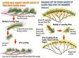 How To Train Coniferous Bonsai From Bonsai Bonsai Tree Care Bonsai Tree Juniper Bonsai