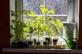 Led grow light (to grow tomatoes indoors would require a suitable artificial light source with temperatures at 75 to 80°f and a plant variety that types of tomatoes to plant. How To Grow Tomatoes Indoors Enjoy Tomatoes All Year Round Tomato Bible