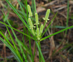 Image result for Cyperus sp.no.7