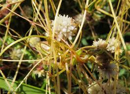 Image result for Cuscuta planiflora