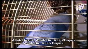Bu Kus Allah Buyuk Diyor Kus Allah