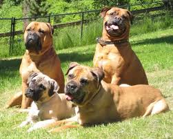 3 Brown Pitbull Mastiff Dogs Bull Mastiff Dogs Mastiff Mix Pitbull Mastiff Mix