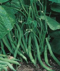 Bean - Burpee's Stringless - Bush - Get ...
