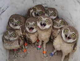 The Owls Are Excited Scared Happy Freaked To See You Baby Owls Owl Pictures Cute Animals