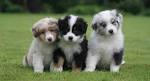 Australian Shepherd Puppies for Sale | Lancaster Puppies