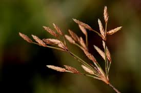 Image result for Vahlia dichotoma