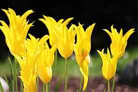 Check spelling or type a new query. Tulips Yellow Blossoms Free Photo On Pixabay