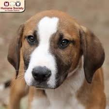 Make a difference for a homeless pet and bring love home. Nashua Nh Boxer Meet Lee A Dog For Adoption Pets Dog Adoption Kitten Adoption