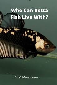 Who Can Betta Fish Live With In 2020 Betta Betta Fish Betta Fish Care