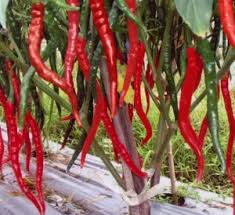 Budidaya cabe bisa dilakukan baik di cara menanam cabe dalam polybag sebaiknya biji cabe tidak langsung ditanam langsung ke dalam polybag, tapi harus panen cabe keriting merah. Cara Menanam Cabe Besar Di Musim Hujan Ilmubudidaya Com