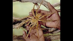 Maybe you would like to learn more about one of these? Video Voici L Araignee Goliath La Plus Grosse Mygale Connue Linfo Re Magazine Insolite