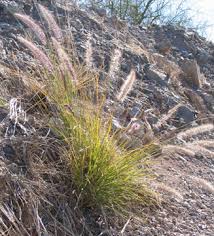 Image result for Cenchrus unisetus