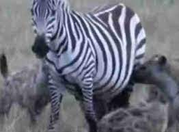 sirtlanlar zebrayi yedi bitirdi belgeseli izle zebra