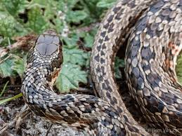 Black And White Striped Snake Texas Spotted Skaapsteker Psammophylax Rhombeatus From South Africa Mildly Venomous But Harmless To Humans In 2020 South Africa Africa Nature Images