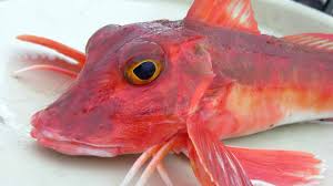 Per quella all'acquapazza, ad esempio, si prestano: Un Pesce Rosso La Gallinella Di Mare Parliamo Di Cucina