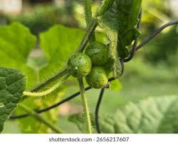 Image result for Cucumis maderaspatanus