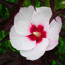 Image result for Hibiscus torrei