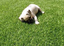 Pet supplies dog supplies cat supplies bird supplies fish supplies small animal supplies pet friendly home. Pet Friendly Flooring Buying Guide