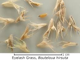 Image result for Clutia hirsuta