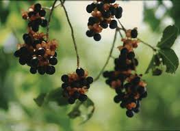 Image result for Ochna pulchra