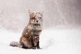 Check spelling or type a new query. 30 Adorable Photos Of Foxes In The Snow 500px