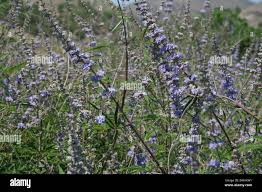 Image result for Vitex sp. A