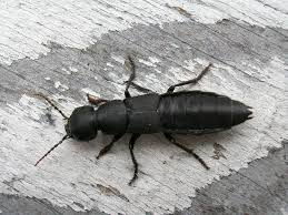 Order suborder family genus species alias. Devil S Coach Horse Beetle Identification Life Cycle Facts Pictures