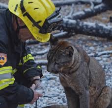 No one could believe it: In the middle of a blazing inferno, a firefighter suddenly handed his water bottle to “the most dangerous predator of the mountains”… And what happened next left