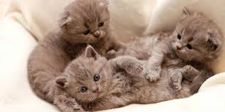 Kini, bacaterus akan memberikan rekomendasi susu. Pengganti Susu Kucing Untuk Peliharaan Yang Baru Lahir Begini Resepnya Merdeka Com