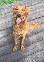 Maybe you would like to learn more about one of these? Flat Coat Golden Doodle This Is What Our Fozzy The Goldendoodle Golden Retriever Rescue Golden Retriever Retriever