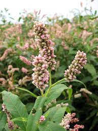 Image result for Persicaria