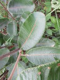 Image result for Ozoroa