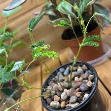 Image result for Mimosa mossambicensis