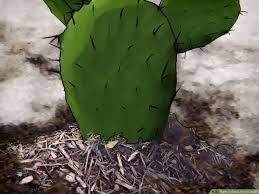 Take christmas cactus cuttings as part of your yearly pruning schedule. 3 Ways To Grow Prickly Pears Wikihow