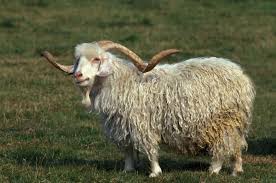 It feels so good to run your fingers through a dog's coils, and they're adorable, to boot. 10 Curly Animals That Aren T Poodles Or Sheep