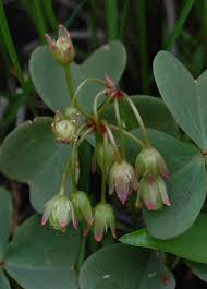 Image result for Oxalis purpurascens