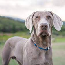 Dogsoftbilisi Weimaraner Puppies Weimaraner Dog Breeds