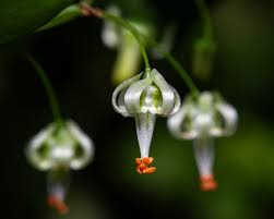 Image result for Asparagus asparagoides