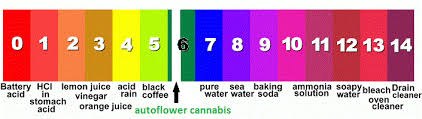 Autoflower Plants And The Ph Scale