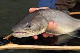 Six Tips For Catching More Bull Trout On The Fly Bc Outdoors Magazine