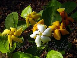 Image result for Catunaregam