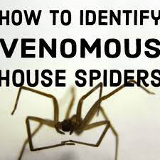 The markings can range from white to cream to yellow and the body is a. How To Identify Venomous House Spiders Dengarden