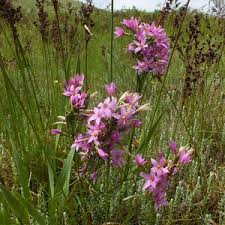 Image result for Chironia