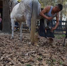 Profile for Victor's farrier service