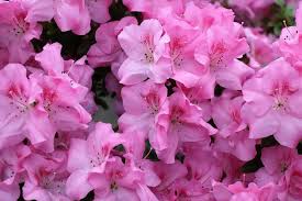 We did not find results for: 15 Popular Spring Flowers With Pictures Flower Glossary